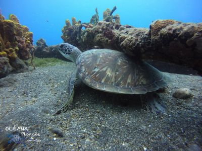 Tortue imbriquée