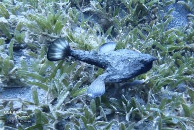 Poisson chauve souris