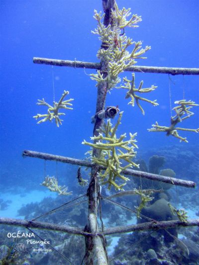 Culture du Corail
