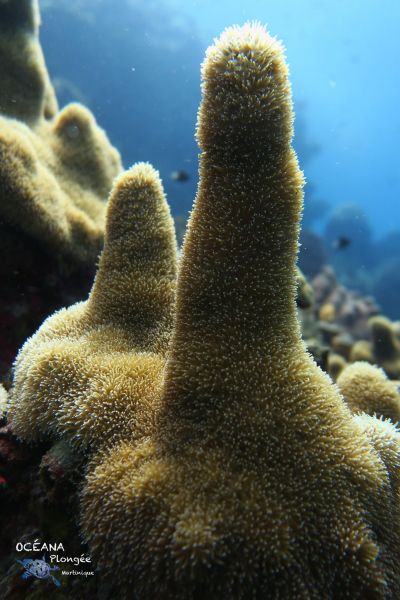 Corail cierge